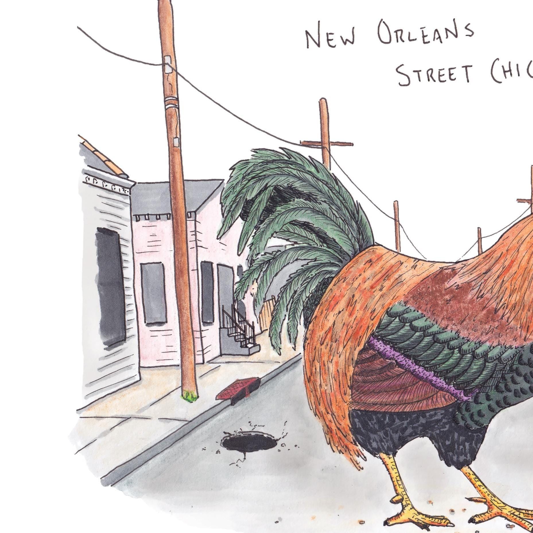 A detail photo of the Nola Street Chicken art print. A classic New Orleans NPC, the street chicken, is depicted standing in the middle of a street with houses and power lines on either side. Several cones and a large hole are on the street as well. The chicken is red, pink, orange, green, and purple resembling a common rooster.